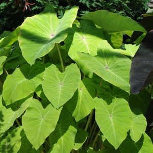 Colocasia