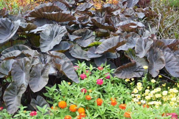 Colocasia esculenta Royal Hawaiian® 'Black Coral'