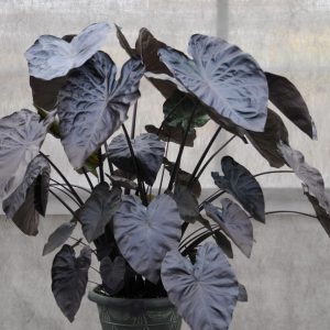 Colocasia esculenta Royal Hawaiian® 'Black Coral'