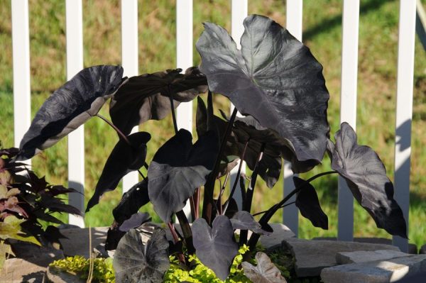 Colocasia esculenta Royal Hawaiian® 'Black Coral'