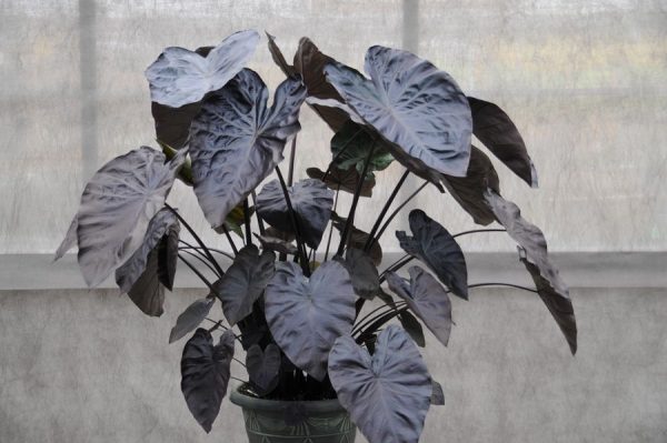 Colocasia esculenta Royal Hawaiian® 'Black Coral'