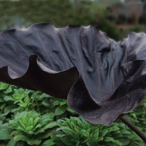 Colocasia 'Black Goblet'