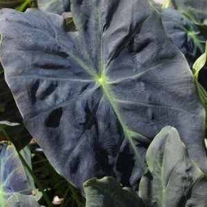 Colocasia esculenta 'Black Beauty'