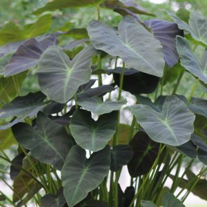 Colocasia esculenta 'Coal Miner'