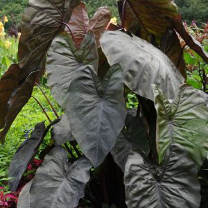 Colocasia esculenta Royal Hawaiian® 'Diamond Head'