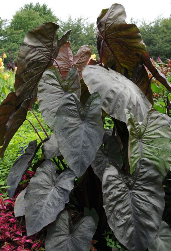 Colocasia esculenta Royal Hawaiian® 'Diamond Head'