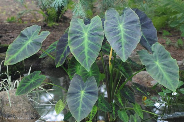 Colocasia esculenta 'Illustris'