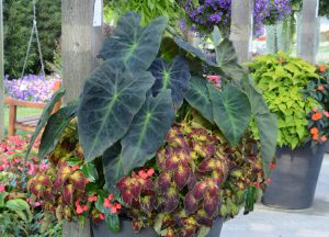 Colocasia esculenta 'Illustris'