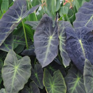 Colocasia esculenta 'Illustris'