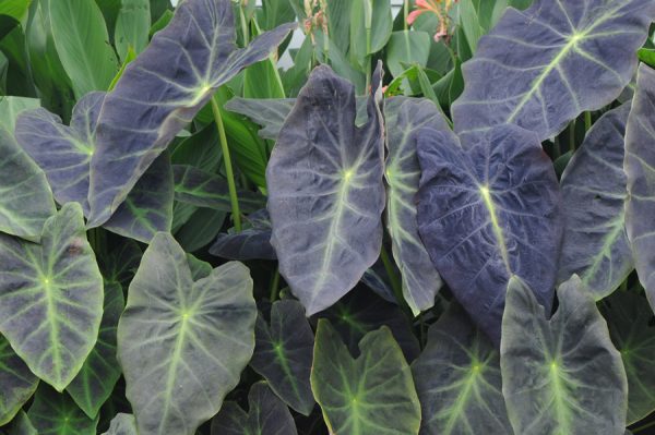 Colocasia esculenta 'Illustris'