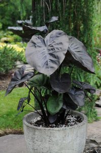 Colocasia esculenta 'Kona Coffee'