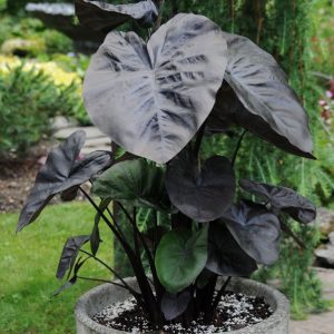 Colocasia esculenta 'Kona Coffee'