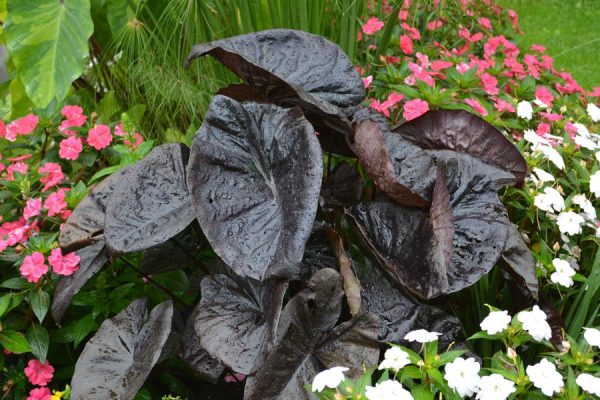 Colocasia esculenta 'Kona Coffee'