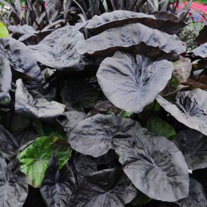 Colocasia esculenta 'Kona Coffee'