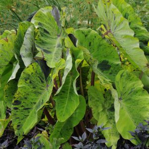 Colocasia esculenta 'Mojito'