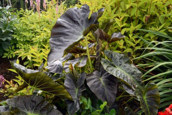 Colocasia esculenta Royal Hawaiian® Aloha