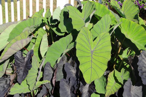 Colocasia esculenta Royal Hawaiian® 'Blue Hawaii'