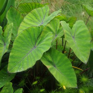 Colocasia esculenta Royal Hawaiian® 'Blue Hawaii'