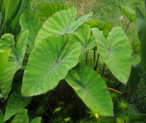 Colocasia esculenta Royal Hawaiian® 'Blue Hawaii'