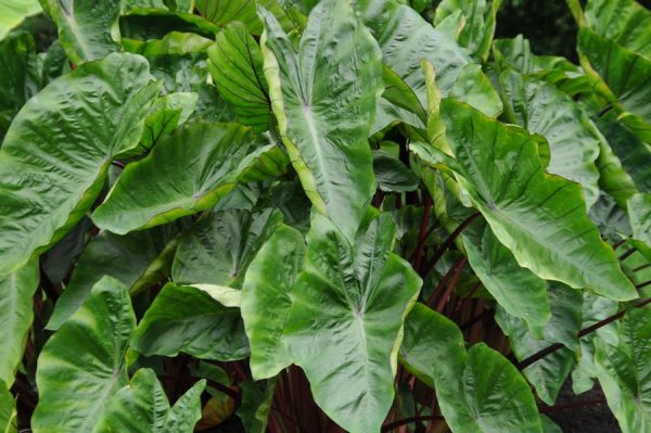 Colocasia esculenta Royal Hawaiian® 'Hawaiian Punch'