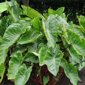 Colocasia esculenta Royal Hawaiian® 'Hawaiian Punch'