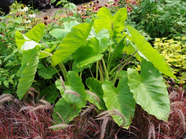 Colocasia esculenta Royal Hawaiian® 'Maui Gold'