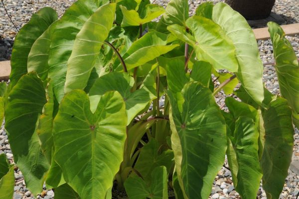 Colocasia esculenta Royal Hawaiian® 'Maui Gold'