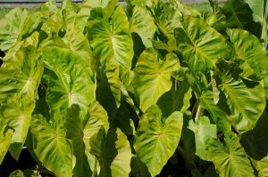 Colocasia esculenta Royal Hawaiian® 'Maui Gold'