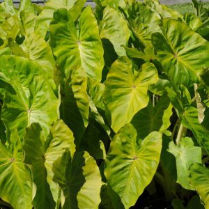 Colocasia esculenta Royal Hawaiian® 'Maui Gold'