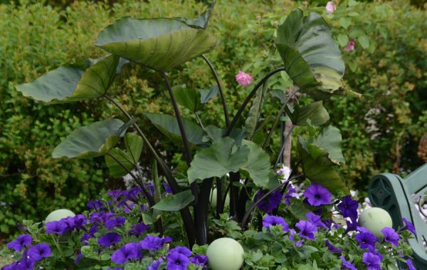 Colocasia esculenta Royal Hawaiian® 'Tea Cup'