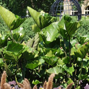 Colocasia esculenta Royal Hawaiian® 'Tea Cup'