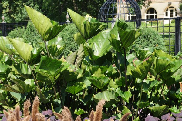 Colocasia esculenta Royal Hawaiian® 'Tea Cup'