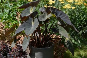 Colocasia esculenta Royal Hawaiian® 'Tropical Storm'
