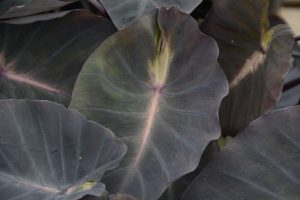 Colocasia esculenta Royal Hawaiian® 'Tropical Storm'