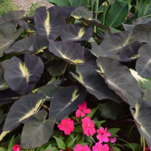 Colocasia esculenta Royal Hawaiian® 'Tropical Storm'