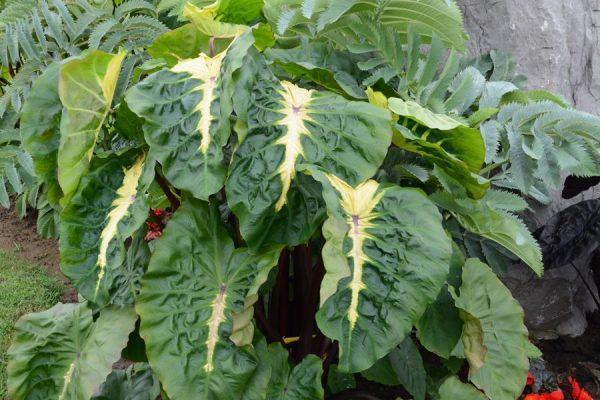 Colocasia esculenta Royal Hawaiian® 'White Lava'