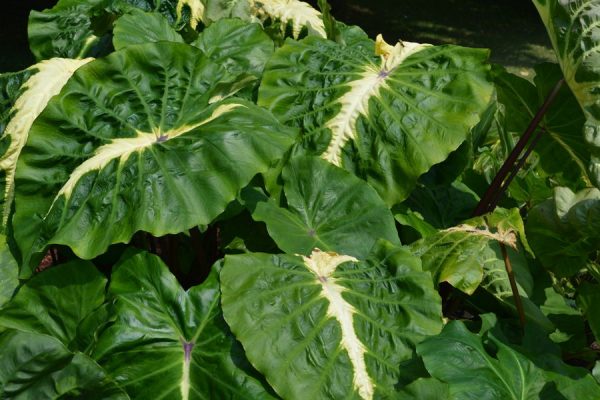 Colocasia esculenta Royal Hawaiian® 'White Lava'