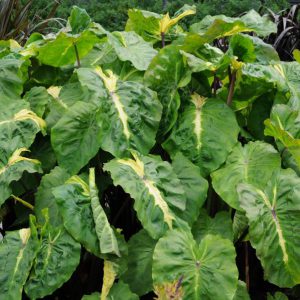 Colocasia esculenta Royal Hawaiian® 'White Lava'