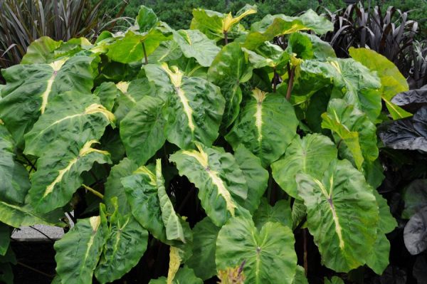 Colocasia esculenta Royal Hawaiian® 'White Lava'