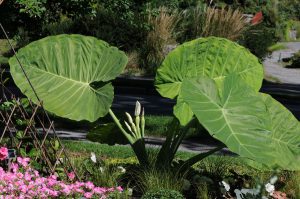 Colocasia gigantea 'Thailand Giant'