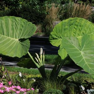 Colocasia gigantea 'Thailand Giant'