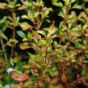 Coprosma