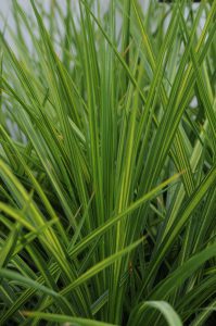 Cordyline Dance™ Jive