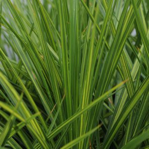 Cordyline Dance™ Jive