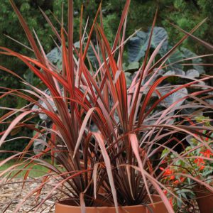 Cordyline Dance™ Salsa