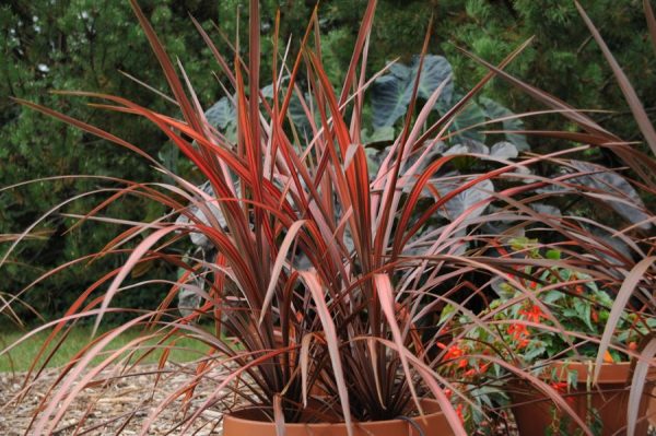 Cordyline Dance™ Salsa