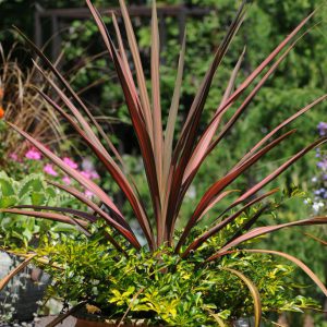 Cordyline australis 'Coral'