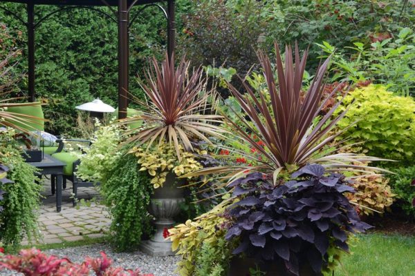 Cordyline australis 'Red Sensation'