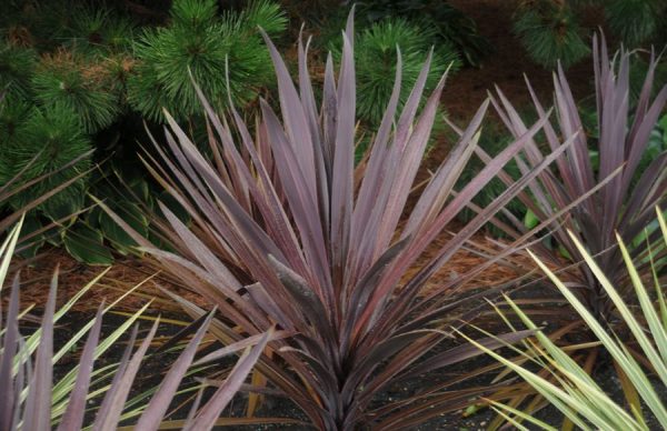 Cordyline australis 'Red Sensation'