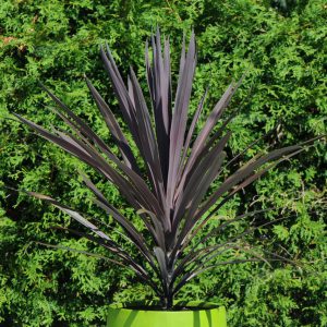 Cordyline australis 'Red Sensation'